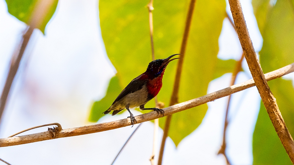 Vigors's Sunbird 